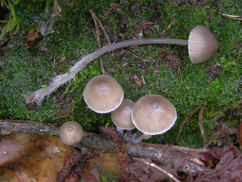 Eccoli i funghi.......